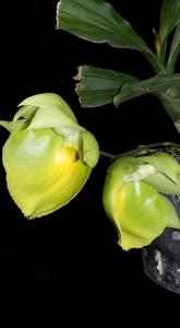 Catasetum pileatum