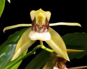 Coelogyne celebensis