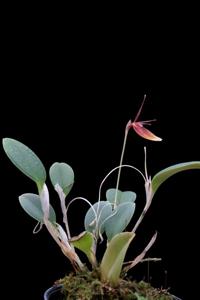 Restrepia escobariana