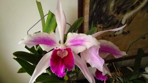 Cattleya purpurata