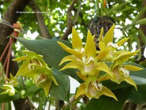 Dendrobium fleckeri