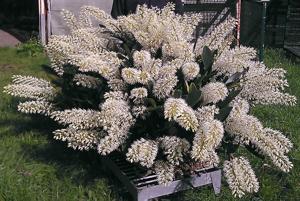 Dendrobium speciosum var. hillii