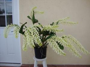 Dendrobium speciosum var. hillii