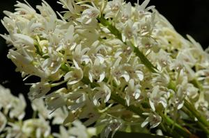 Dendrobium speciosum var. boreale