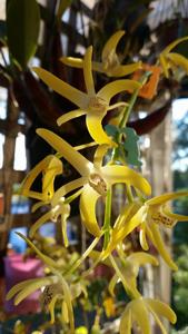 Dendrobium speciosum var. carnarvonense