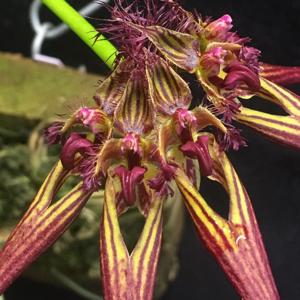 Bulbophyllum wendlandianum