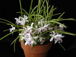 Cattleya lundii