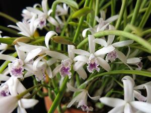 Cattleya lundii