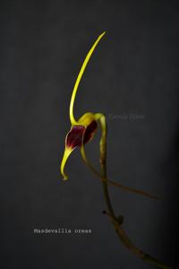 Masdevallia oreas