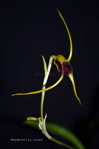 Masdevallia oreas