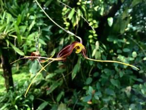 Masdevallia bicornis