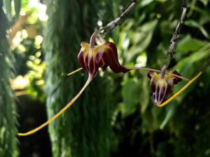 Masdevallia bicornis