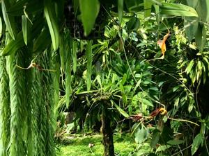 Masdevallia bicornis