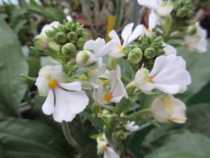 Calanthe alismifolia