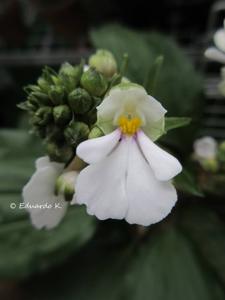 Calanthe alismifolia