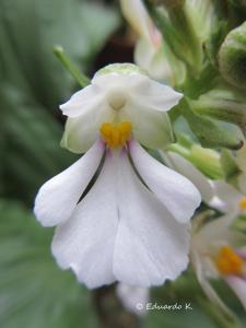 Calanthe alismifolia