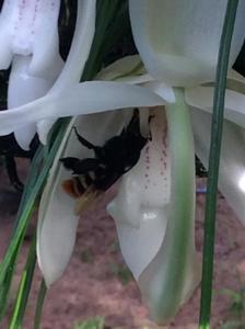 Stanhopea grandiflora
