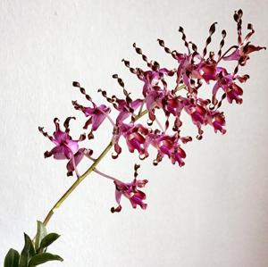 Dendrobium lasianthera