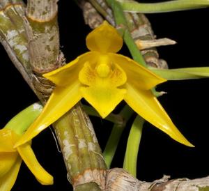 Dendrobium trigonopus