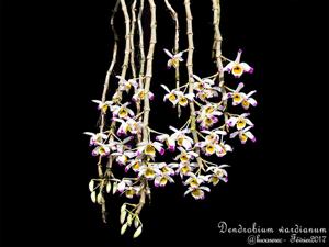 Dendrobium wardianum