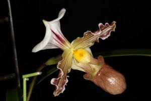 Paphiopedilum tranlienianum