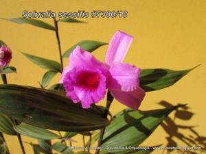 Sobralia sessilis