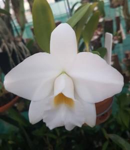 Cattleya pumila