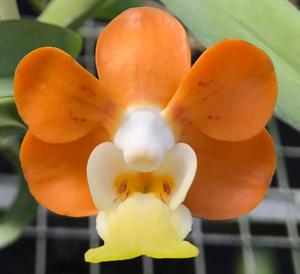 Vanda denisoniana