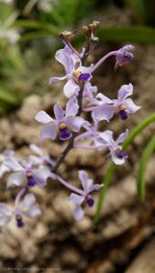 Vanda coerulescens