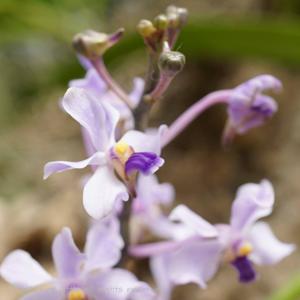 Vanda coerulescens