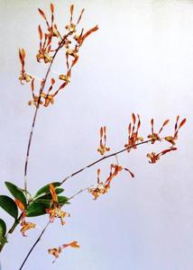 Dendrobium tangerinum