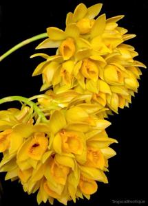 Dendrobium sulcatum