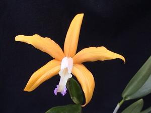 Cattleya harpophylla