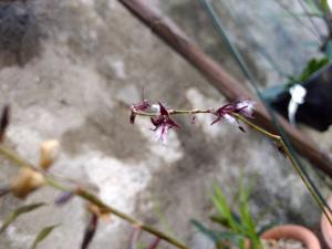 Bulbophyllum saltatorium