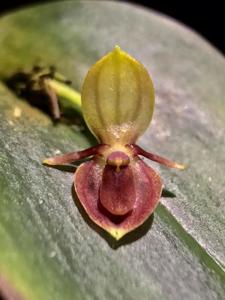 Pleurothallis bivalvis