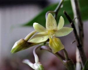 Dendrobium guerreroi