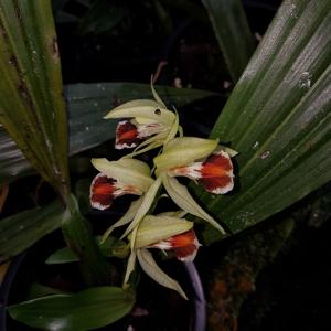 Coelogyne salvaneraniana