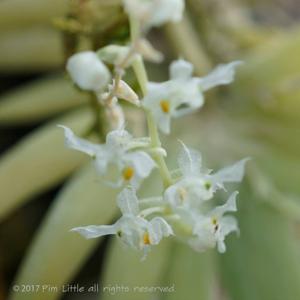 Ornithocephalus manabina