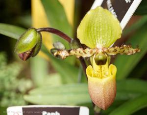 Paphiopedilum primulinum