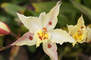 Oncidium alexandrae