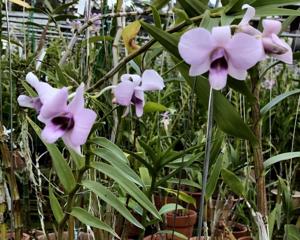 Dendrobium bigibbum var. superbum