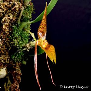 Bulbophyllum membranifolium subsp. inunctum