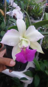 Cattleya walkeriana