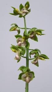 Catasetum lucis