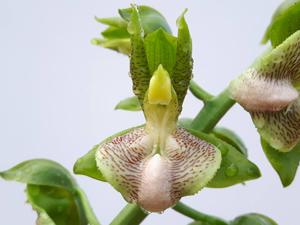 Catasetum lucis