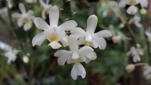 Phalaenopsis deliciosa