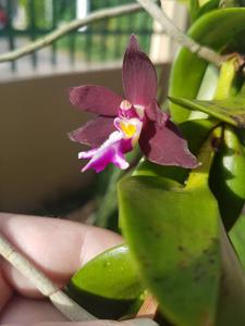 Trichoglottis atropurpurea