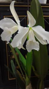 Cattleya purpurata