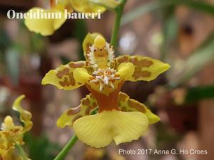 Oncidium baueri