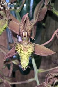 Catasetum parguazense